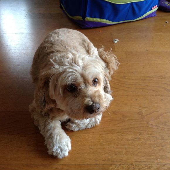 Meet your Posher, Sergey - Picture 1 of 1